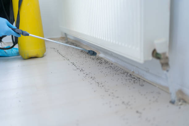 Best Termite Control Services  in Plainview, TN